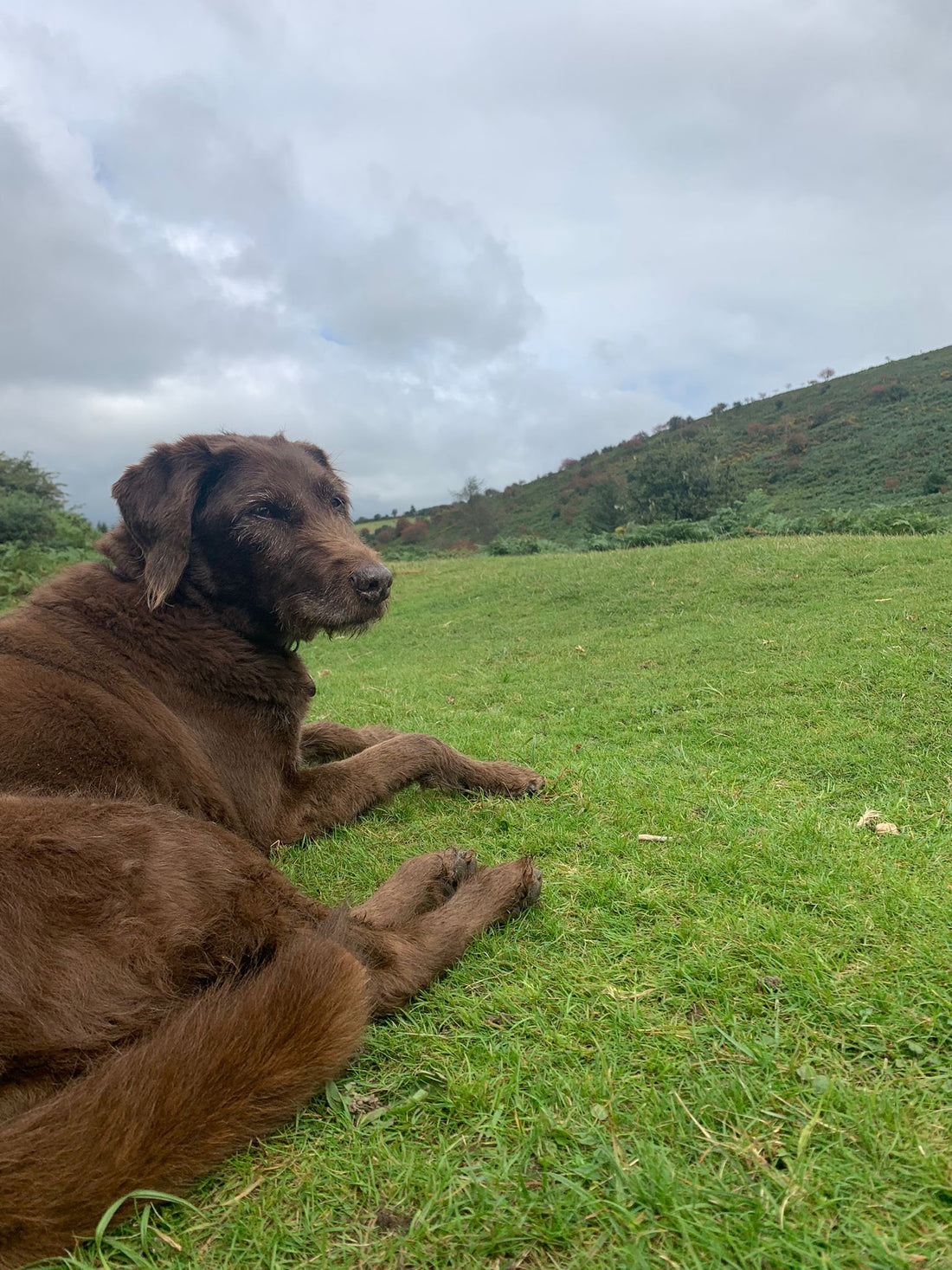 Meet Molly, a 17 year old cross-breed who loves Vetilea.